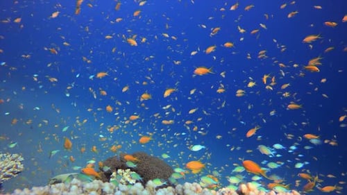 Underwater Coral Tropical Reef Marine