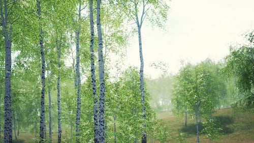 White Birch Trees in the Forest in Summer