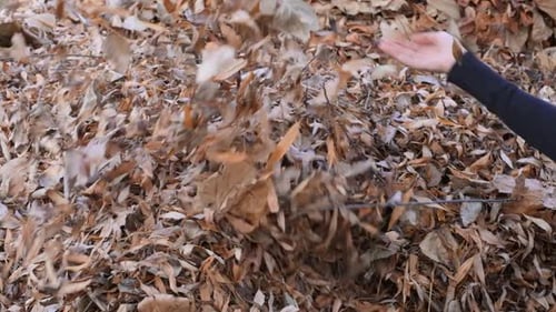 Close up of a female hand throwing dry golden leaves in autumn garden