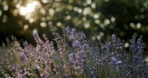 Lavender Plant in Sunlight in Summer Day Close Up Move Camera