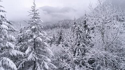 Rising Aerial On Frozen Winter Landscape Of Foggy Snow Covered Mountain Forest