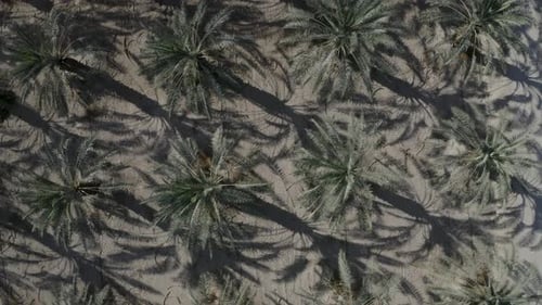 Fly over palm tree forest, order lines of palms, Top shot