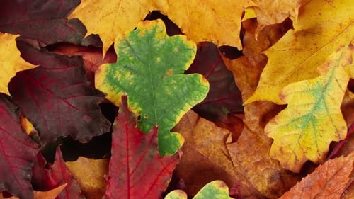 Colorful, Abstract Close Up of Autumn Leaves