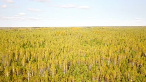 Autumn Forest From Above