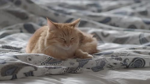 Ginger Cat Resting Peacefully on Bed at Home