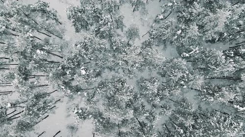 Snowy Winter Forest Aerial Birds Eye View