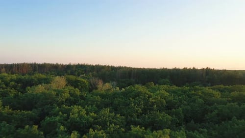 Flying Over The Forest