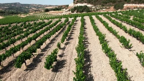 Drone survolant une plantation de raisins à vin à Chypre par une journée ensoleillée d'été