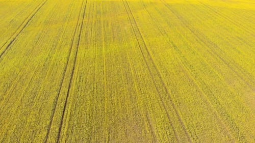 Rapssamen-Feld