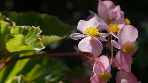 Bégonia en cire caché dans le jardin, boutons de fleurs roses, naturels, 4K 3840X2160, 30 images par seconde, vidéo UltraHD - Beg