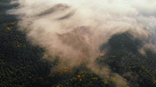 Aerial View Amazing Thick Morning Fog Covering Mountains Spice and Spruce Forest