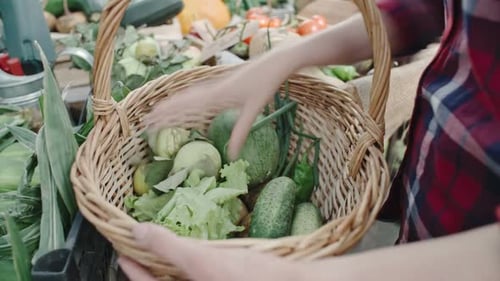 Filling a Basket with Fresh Farm Vegetables