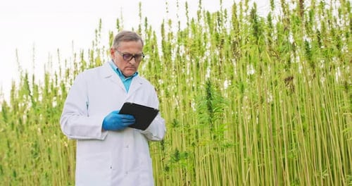 Scientist Examining Plants in Rural Field