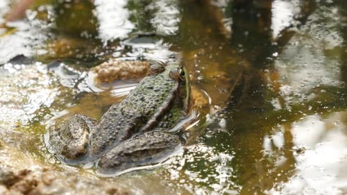 Green Frog Sitting in a Pond