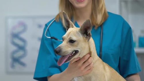 Veterinarian Examining a Tan Dog in Clinic