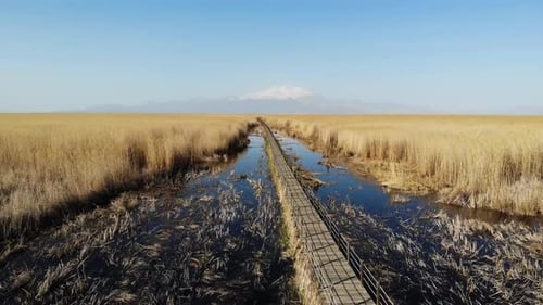 Swamp Among Reed Plants