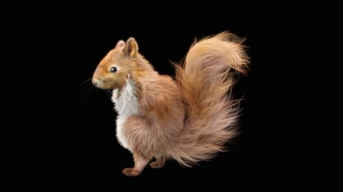 Eichhörnchen Tanzen HD