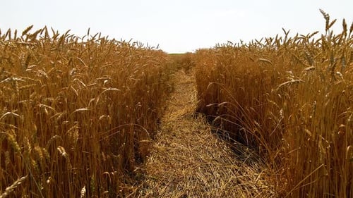 Cosecha de trigo, fondo del campo de trigo en el día de sol