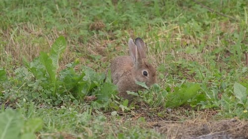 Brown Hare Eating Greens in Grassy Field