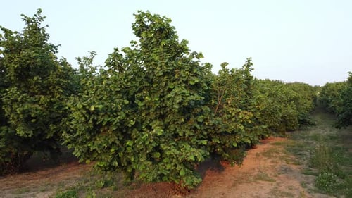 Hazelnuts Agriculture