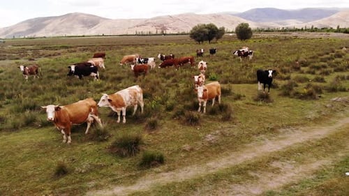 Cows Grazing in a Green Rural Pasture