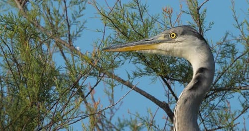 Graureiher, Ardea cinerea, Camargue, Frankreich