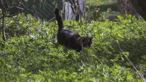 Cat Walks Through Tall Green Grass Outdoors