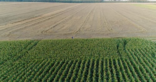 Agriculture Aerial Shot of Corn Field