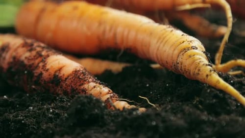 Fresh Carrots in Soil