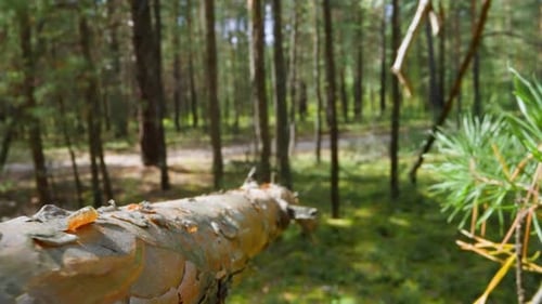 Fir Tree Branch with Exfoliated Bark in Sunny and Shady Wood