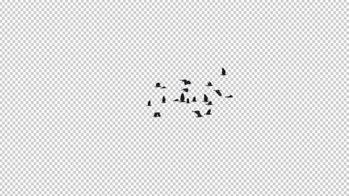 22 Black Birds - Flying Transition III