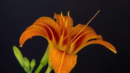 Vibrant Daylily Blossoming in Time-Lapse Close Up