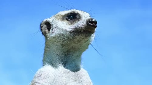 Close-up of Alert Meerkat Against Clear Blue Sky