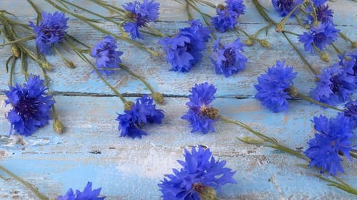 Frische Blumen von Flockenkraut auf einer hellblauen Holztischplatte im Vintage-Stil.
