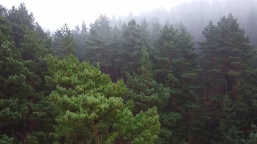 Forest Strong Fog Aerial Drone View