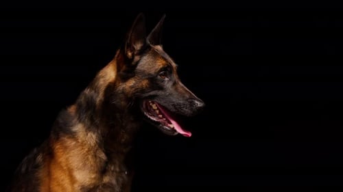 Chien barde malinois brun à poil court attrapant une balle jaune sur fond noir