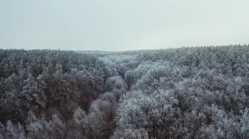 Snowy Forest in Winter