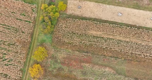 Aerial View of Dried Corn Maize Field Cornfield Rural Landscape