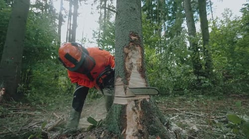 Holzfällerin im Wald Junge Spezialistin in Schutzausrüstung schneidet mit einer Kettensäge einen Baum