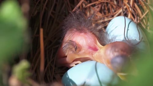 Extreme close up of newborn baby bird moving around its nest