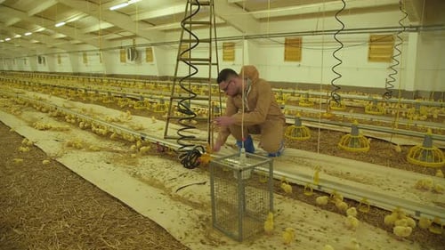 The Engineer Checking Work Mechanism on Poultry Farm