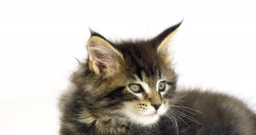 Brown Blotched Tabby Maine Coon Domestic Cat, Portrait of Kitten against White Background, Normandy