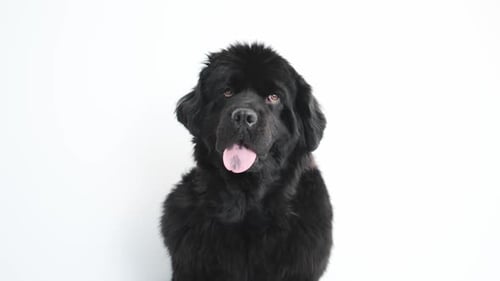 Newfoundland Dog Close-up in Studio Setting