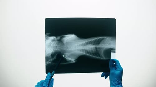 X-Ray of Animal Skeleton Held by Gloved Hands