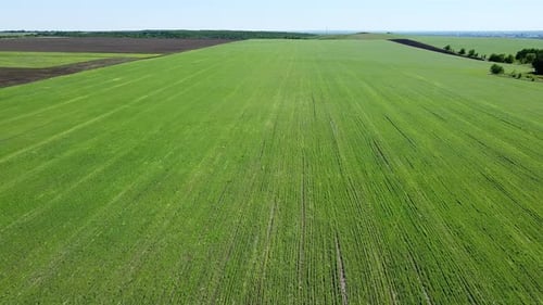 Drone flies low above a green wheat growing in rows on a field. Aerial view of a large organic farm