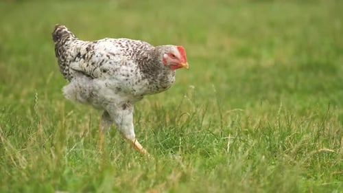 Domestic chicken walking on green grass feeding on rural eco farm
