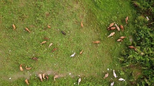 Aerial view look down egret birds fly and cows grazing grass