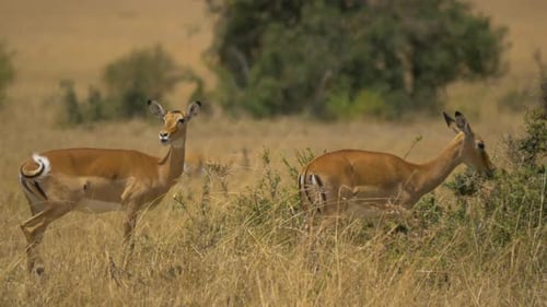 Impala-Weibchen fressen Blätter