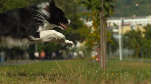 Border collie running, Ultra Slow Motion