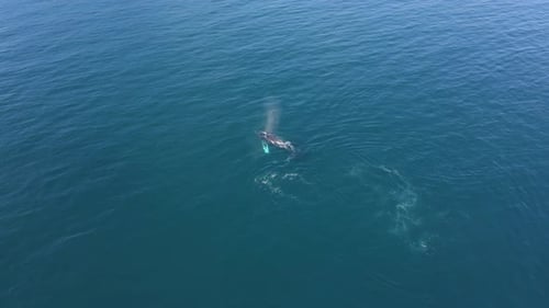Ballenas jorobadas en el océano